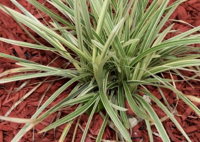 Guesthousetoco Plant 2