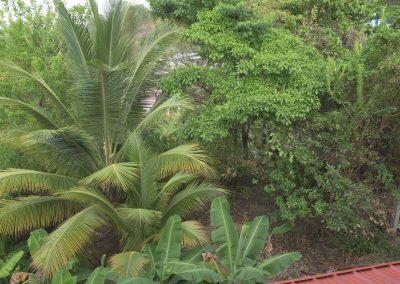 Guesthousetoco Plant 4