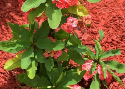 Guesthousetoco Plant 5