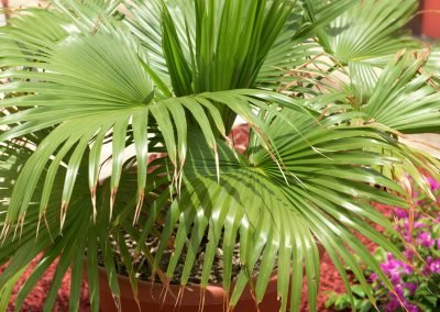 Guesthousetoco Plant 6