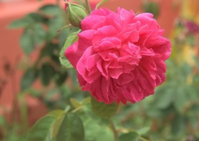 Guest house toco Plant