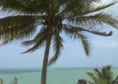 Guesthousetoco Tree View